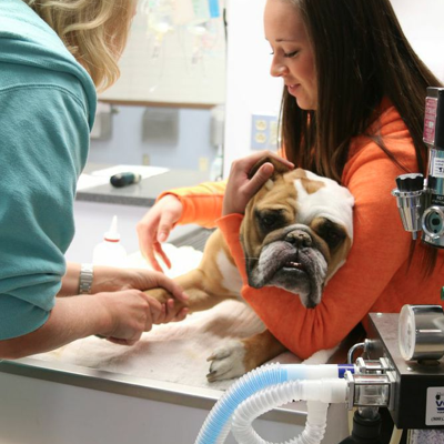 Our registered veterinary technicians have the knowledge and experience to properly care for your pet during surgical procedures.